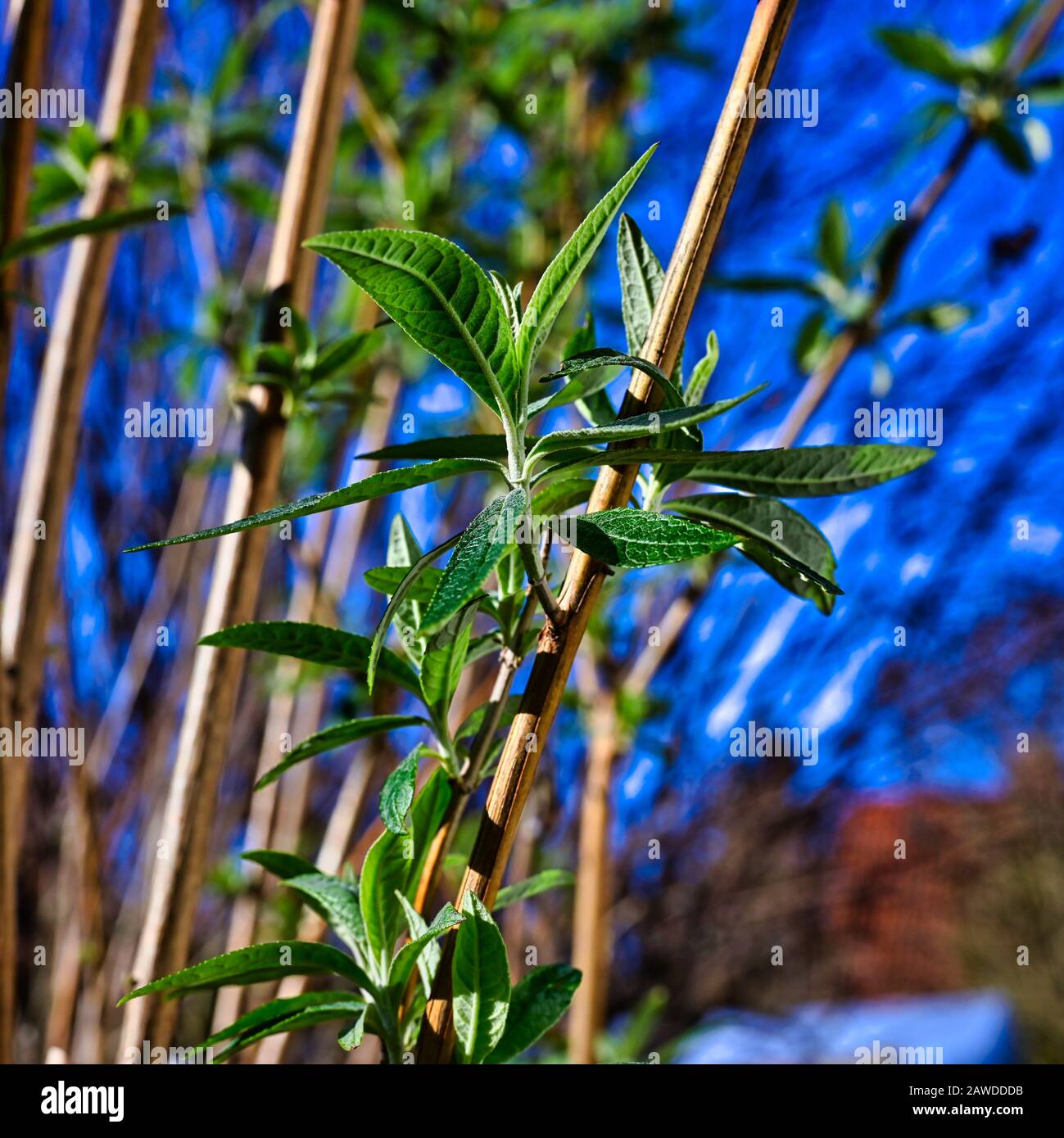 The first shoots of a summer lilac, which can already be discovered in Germany in winter due to the higher temperatures of climate change. Stock Photo