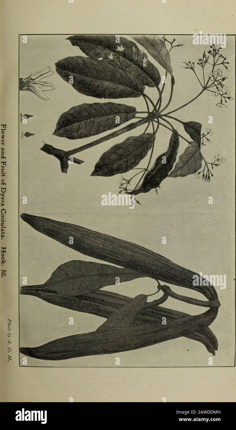 Agricultural Bulletin Of The Straits And Federated Malay Statesnew Series Getah Jelutong Dyera Costulata Hook Agricultural Bulletin Of The Straits And Federated Malay States No 3 March 1903 Vol Ii Jelutong