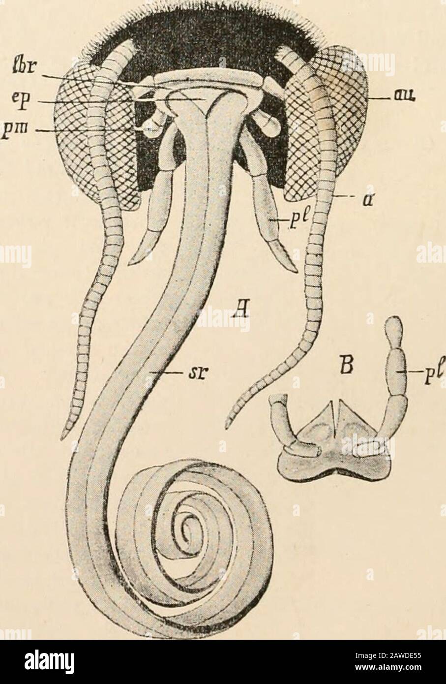 Text Book Of Comparative Anatomy Fig 306 Mouth Parts Of A Macrolepidop Tera Larva Ocneria Lettering As In Figs 303and 309 Fig 307 A Mouth Parts Of The Macrolepidoptera B The Lower Lip 2d