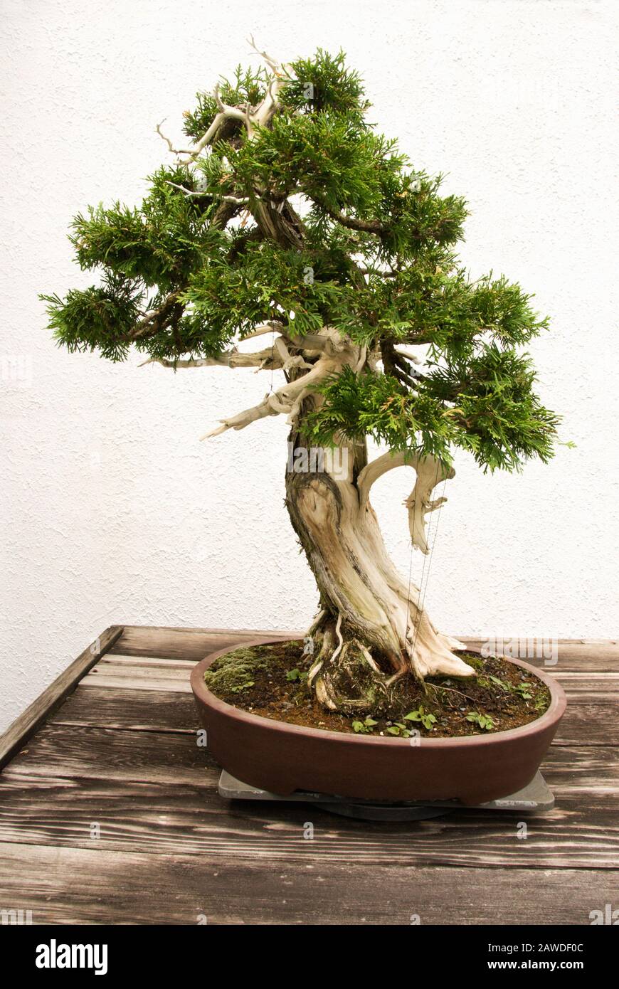 Miniature matured green colored cedar bonsai tree growing in a potted container. Stock Photo