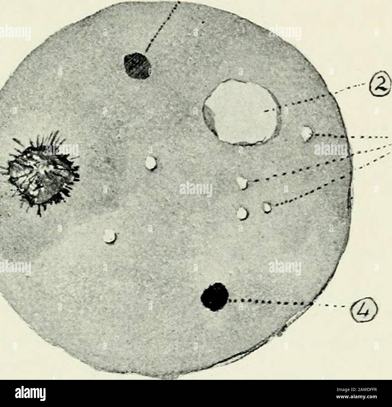 Scientists show which surfaces attract clingy Staph bacteria