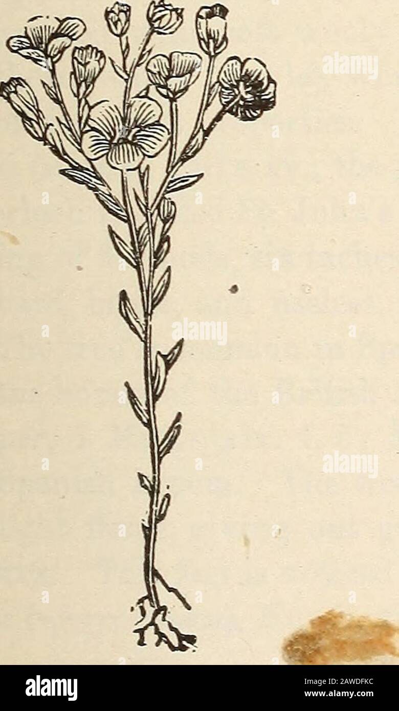 The Bible handbook an introduction to the study of Sacred Scripture