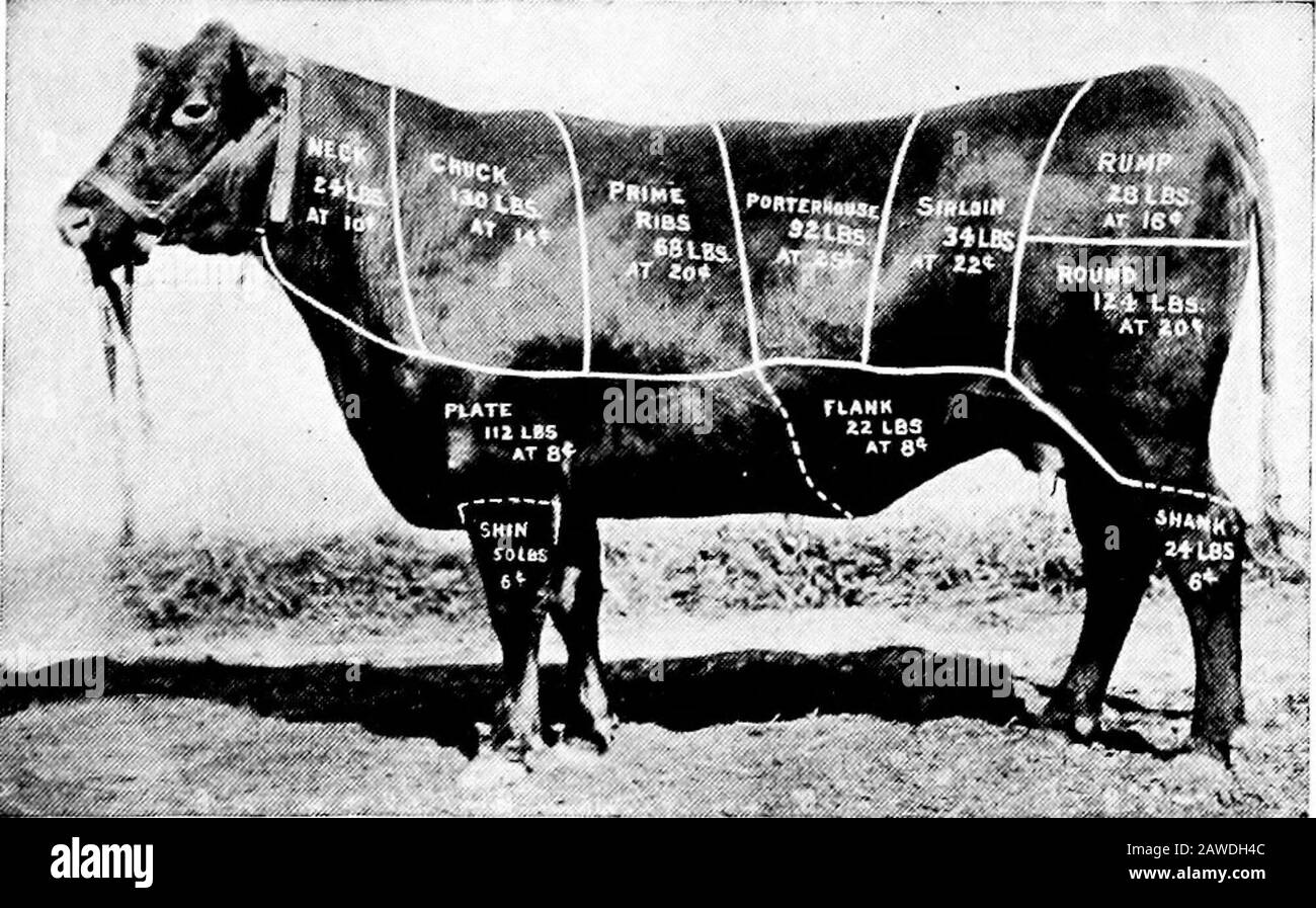 Productive farming . er in an animal bred for beef than in a dairycow. Figure 212 gives the names of the different cuts of beefas used by butchers and buyers. The retail Productive farming . er in an animal bred for beef than in a dairycow. Figure 212 gives the names of the different cuts of beefas used by butchers and buyers. The retail