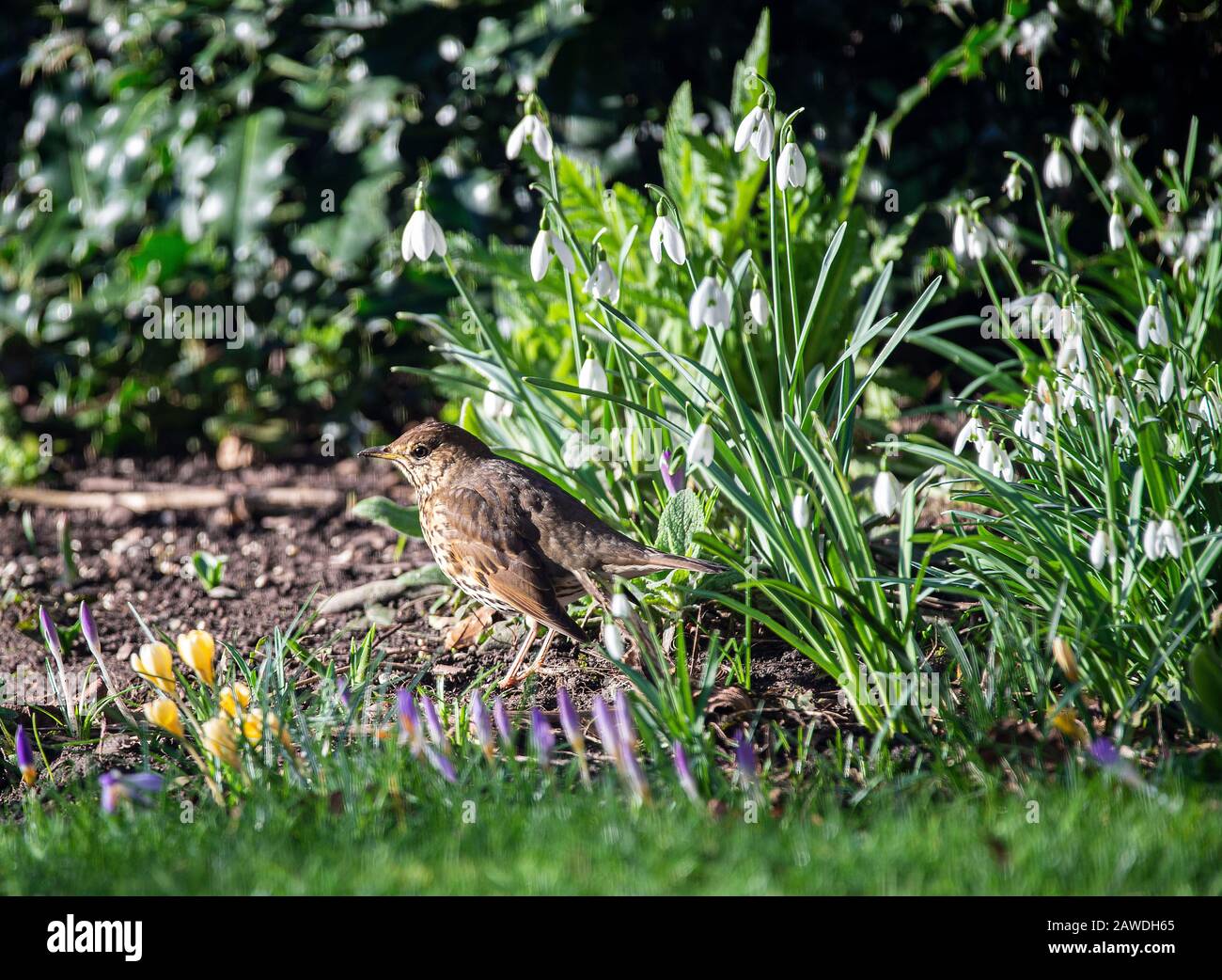 A Beautiful Song Thrush Looking for Food in a Garden in Alsager Cheshire England United Kingdom UK Stock Photo