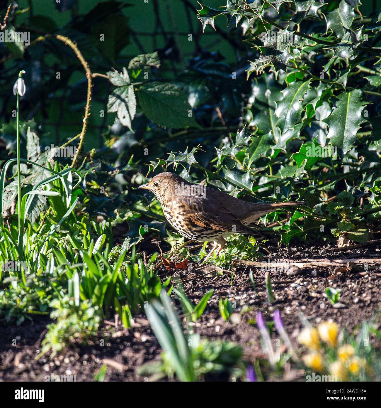 A Beautiful Song Thrush Looking for Food in a Garden in Alsager Cheshire England United Kingdom UK Stock Photo