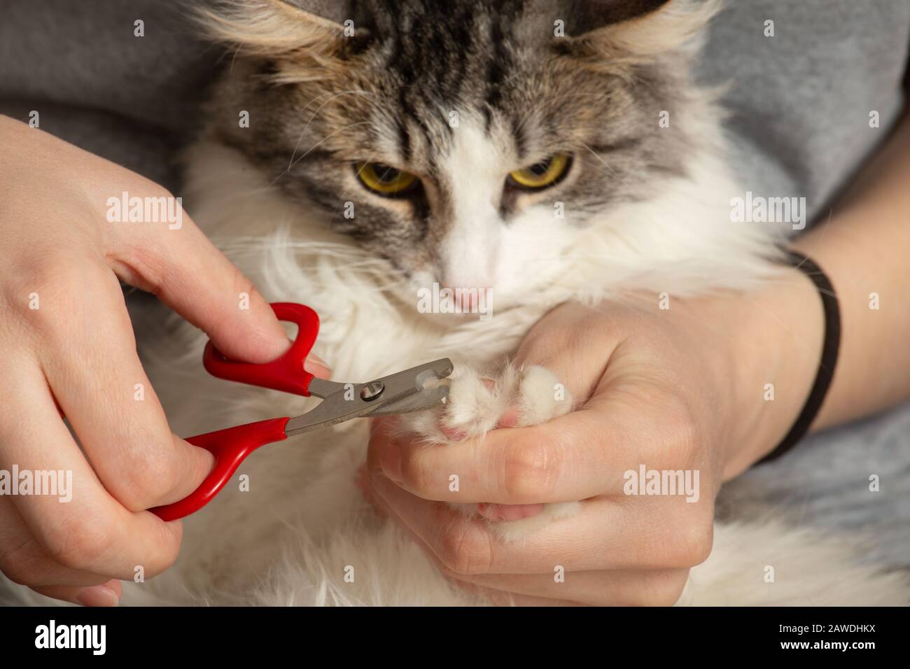 How To Cut & Trim Your Cat's Nails | Petbarn