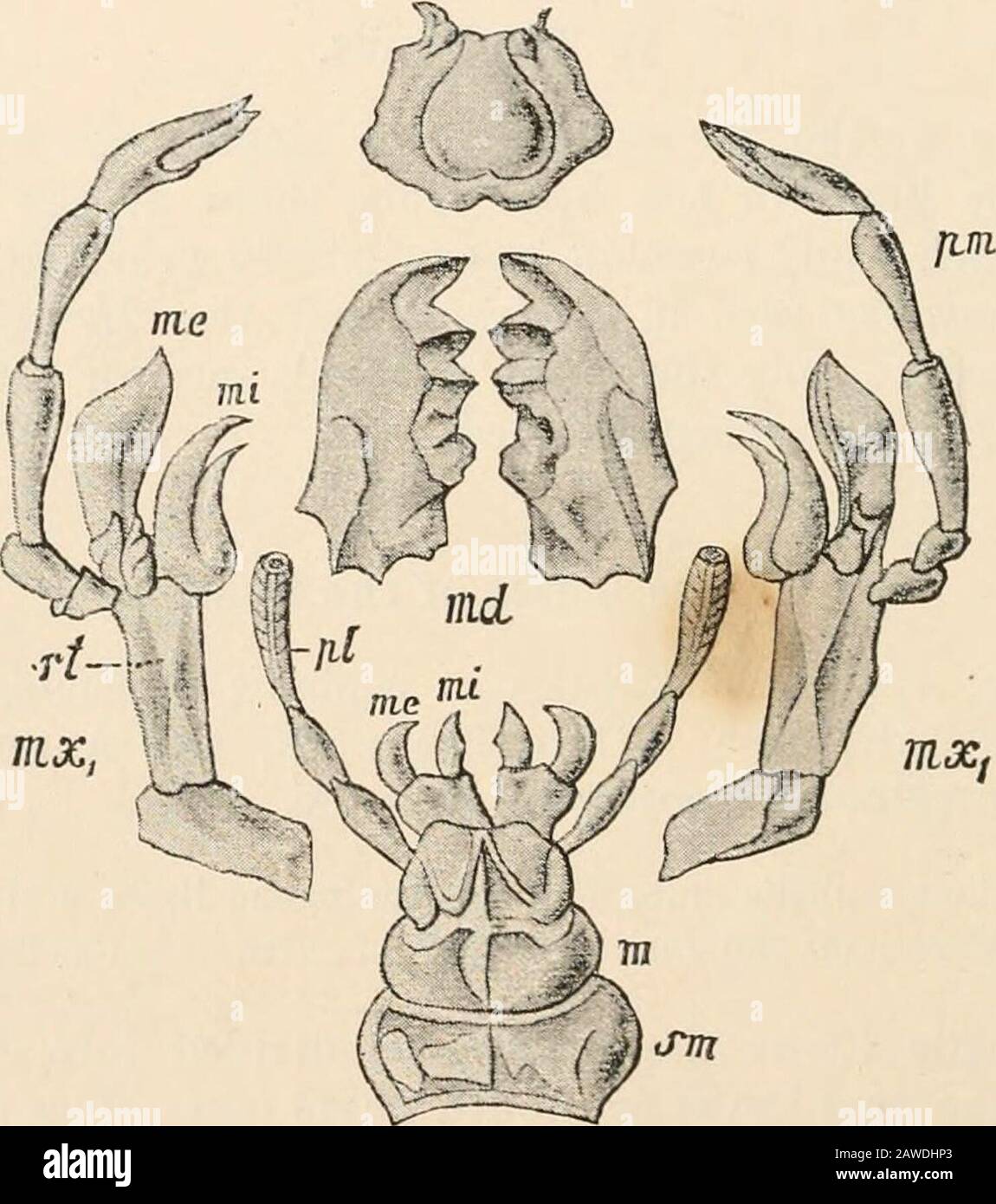Text-book of comparative anatomy . all these varioiisly transformed mouth parts ofthe Hexapoda to 3 pairs of oral limbs (mandibles, and anterior andposterior maxilla) is one of the greatest achievements of comparativeanatomy. We can only take into consideration the principal forms ofthese oral limbs. The mouth parts of the Orthopfera form the beststarting-point in our revieAV, because in them the composition of thelower lip (labium) of 2 lateral pieces (posterior maxillae) is mostevident. The whole apparatus (Fig. 303) is as follows. 446 COMPARA TIVE A XA TOMY CHAP. 1. The upper lip (labrum Ib Stock Photo