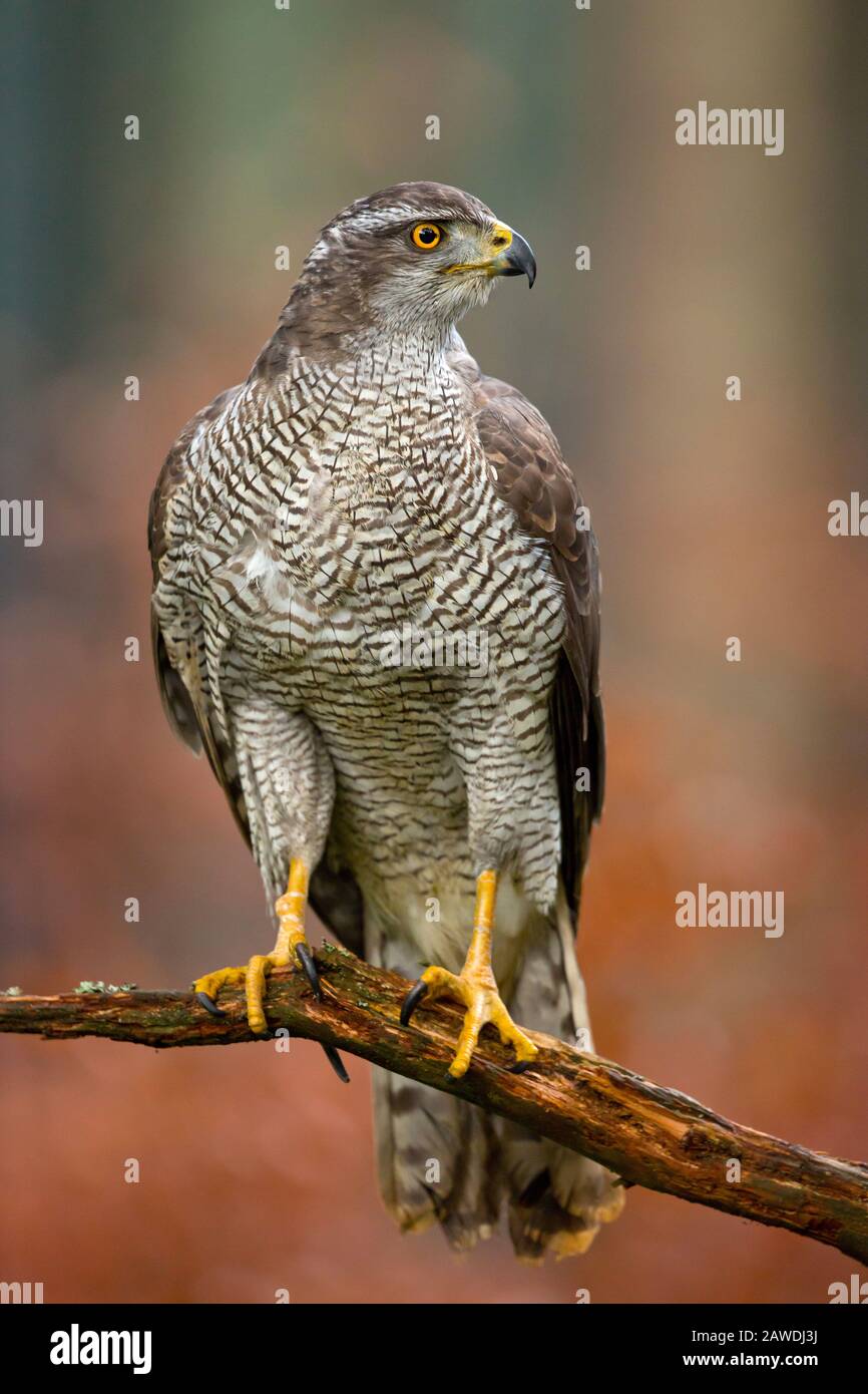 Northern goshawk (Accipiter gentilis) is a medium-large raptor in the family Accipitridae, which also includes other extant diurnal raptor Stock Photo