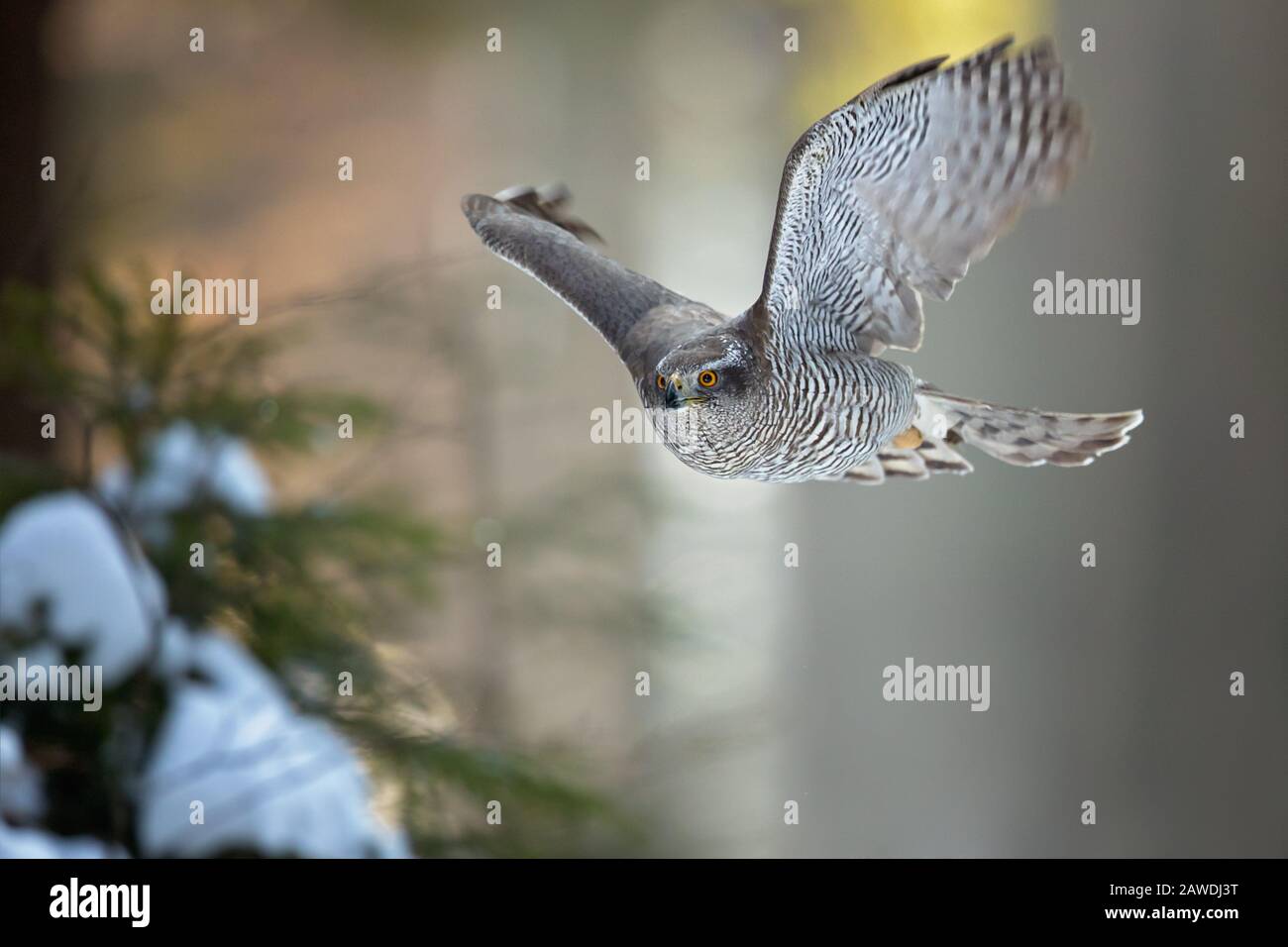 Northern goshawk (Accipiter gentilis) is a medium-large raptor in the family Accipitridae, which also includes other extant diurnal raptor Stock Photo