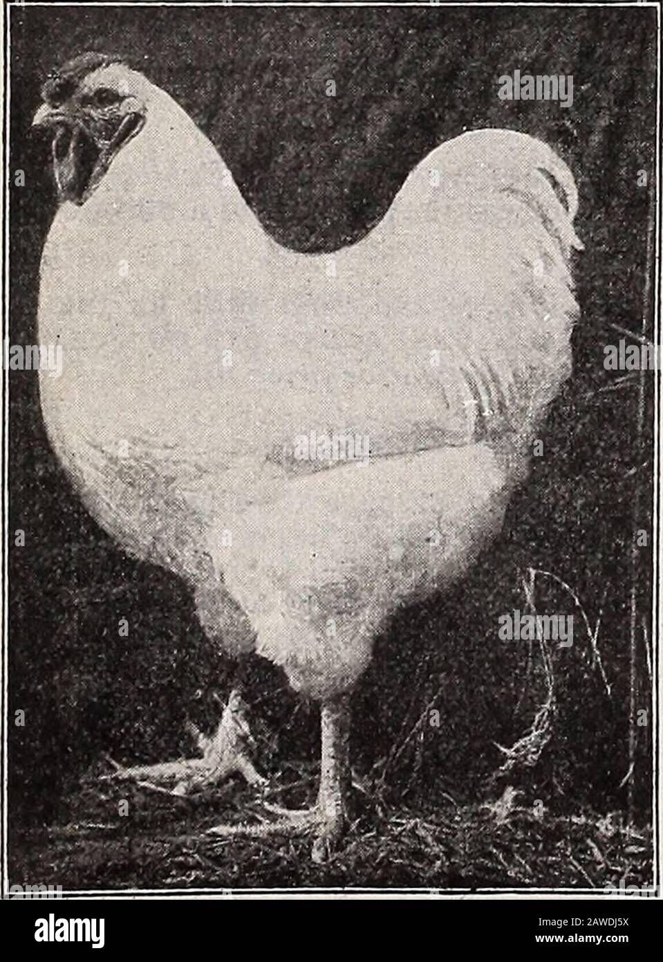 American poultry world . ar, behind a clear,silvery rose gives the most  beautifulappearance. Hackles and saddles, asa rule, show good silver top  color.Julius Bachman. Personally I do find it possible tobreed more
