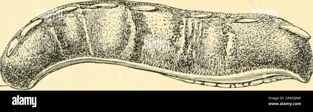 The Cambridge natural history . J Fig. 264.—Girdles ofvarious Cliitouidae.A, Radsia sulcataWood, X 2 ; B,Maugeria granu-lata Gmel., x 3 ; C, Enoplochiloiiniger Barnes, x 3 ; D, Acanthochitoyifascicular is L., x4 ; E, Tonicia fas-tigiata. Sowb., x 4. ing backward ; Chitoyi, Tonicia, Eudoxochiton, Craspcdo-chiton. D. Acanthoidea.—Insertion plates thrown forward; Sclcro- chiton, Acanthopleura, Dinoplax, Middendorffia, Nuttallina,Arthuria, Phacellopleura.Section II. Chitones Irregulakes. — Posterior valveahnormal, or with a sinus behind. E. Schizoidea.—Vo&tevioY valve fissured; Lorica, Schizochito Stock Photo