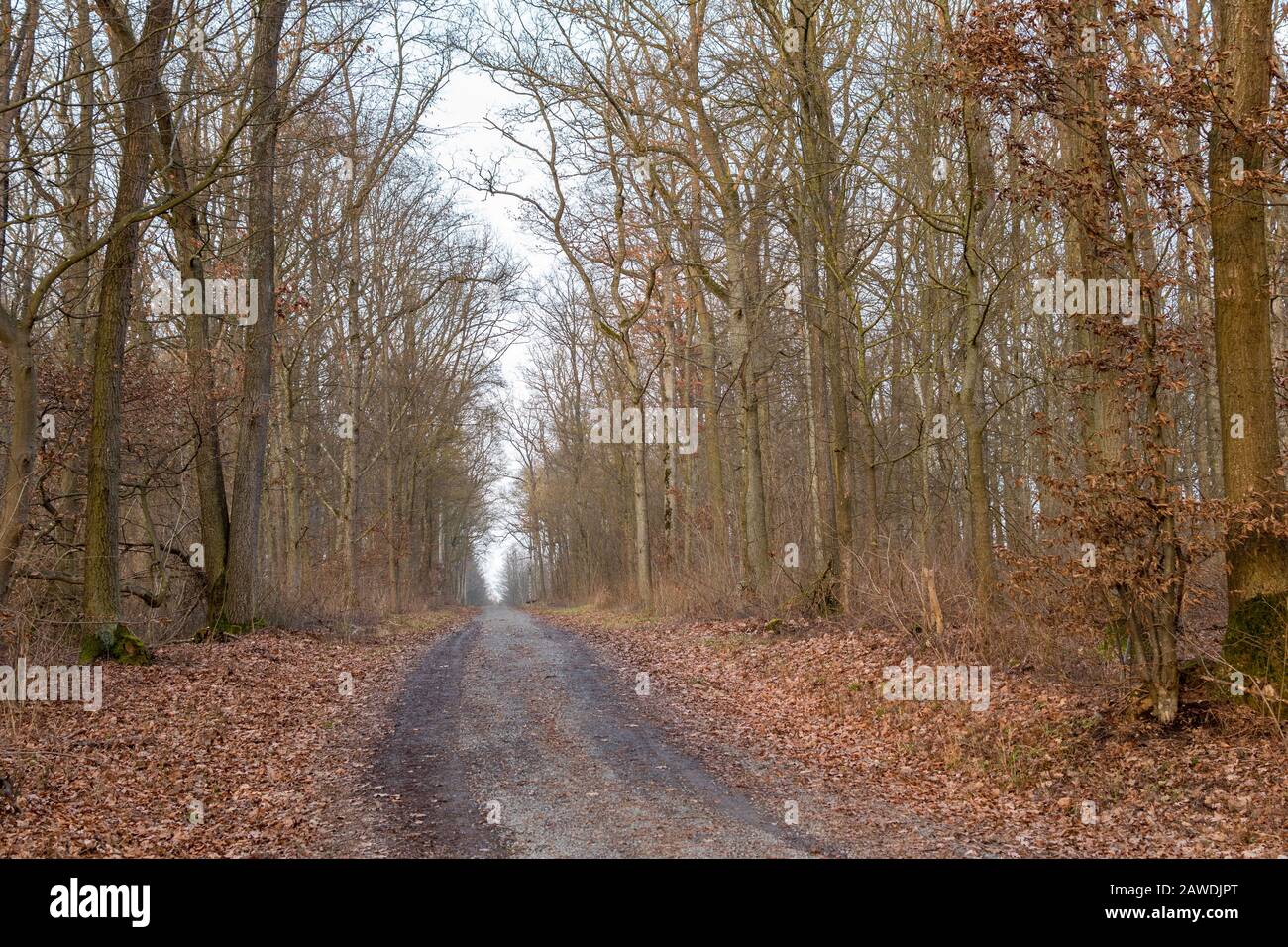 Forest Without Path Forest without leaves hi-res stock photography and images - Alamy