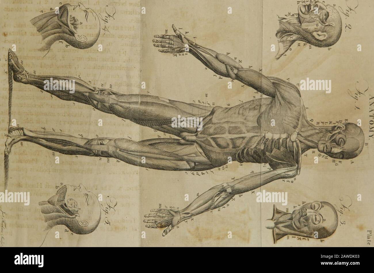 Scriptum Anatomy A compendious system of anatomy : in six parts ..; illustrated with ...