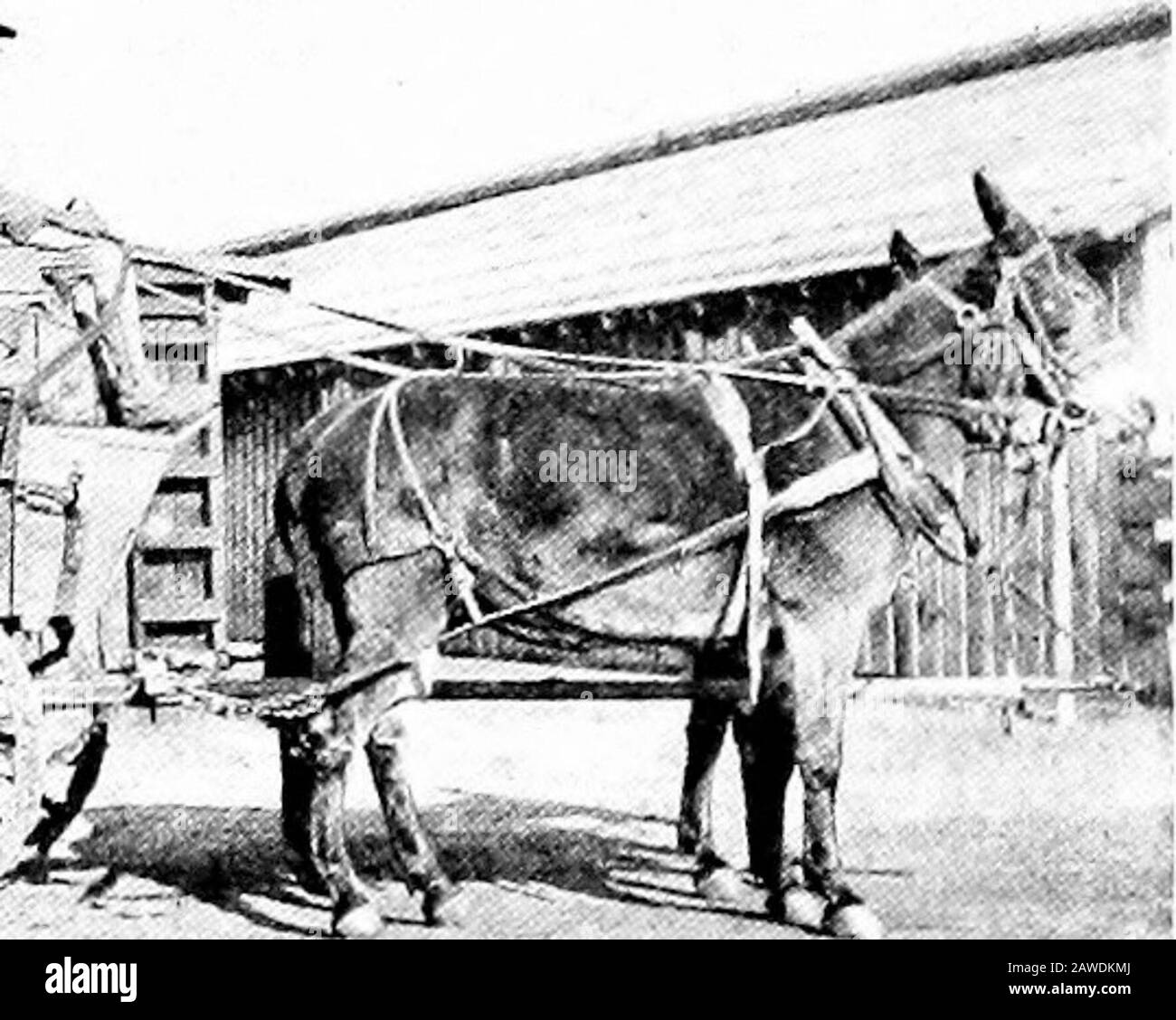 Types and market classes of live stock . Fig. 163. Small Pair of Wheel Mules to .rmy Wagon. 8 years old. Three-year-old mules will be purchased only whenexceptionally fine individuals. Wheel mules stand 15-3 to16-1 hands high, and weigh from 1150 to 1300 pounds. Lead mules.—These are of the same general description asthe wheelers, but are smaller animals. They should stand 15to 15-3 hands high, and weigh from 1000 to 1150 pounds. Pack and riding mules.—Pack and riding mules standfrom 14-2 to 15-2 hands, and weigh from 950 to 1200 pounds.They must be of stocky build, with a stout neck, short, Stock Photo