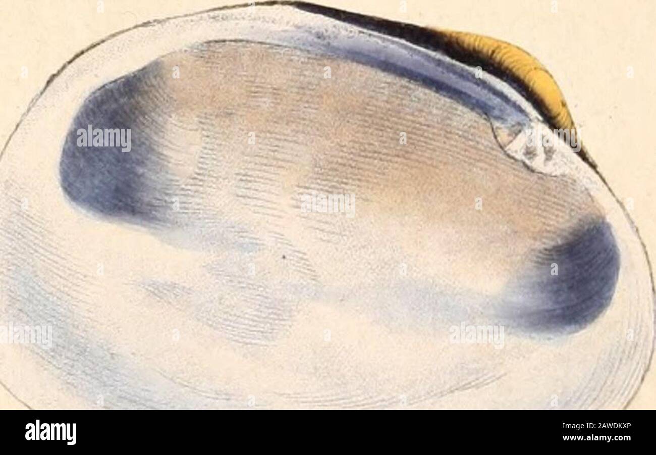 The natural history of British shells, including figures and descriptions  of all the species hitherto discovered in Great Britain .. . PLATE LXVII.  VENUS DECUSSATA. RETICULATED. GENERIC CHARACTER. Bivalve. Hinge furnished  with