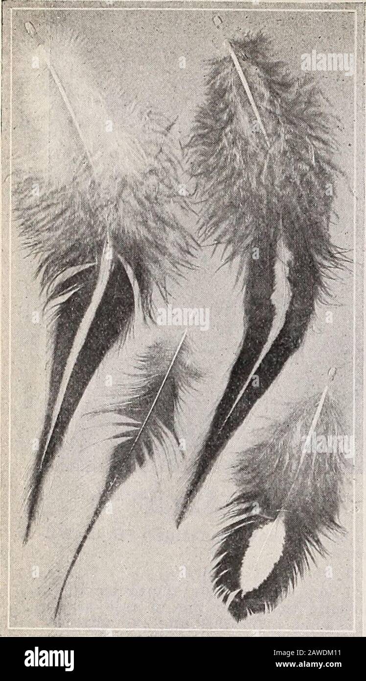 American poultry world . ow much to invest to get a good, honest start in  the breeding of Single or Rose Comb Buff Leghorns combining Exhibitionand  £gi* producing qualities, I suggest the purchase of a $35.00Trio or $50.00  Breeding Pen. For the man who ...