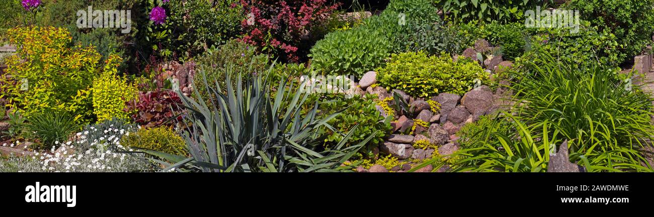 Yucca, stonecrop, hibiscus, daylily, holly, bush, cinquefoil, ilex, potentilla, berberis, barberry, sedum, thuja in the rock garden. Stock Photo