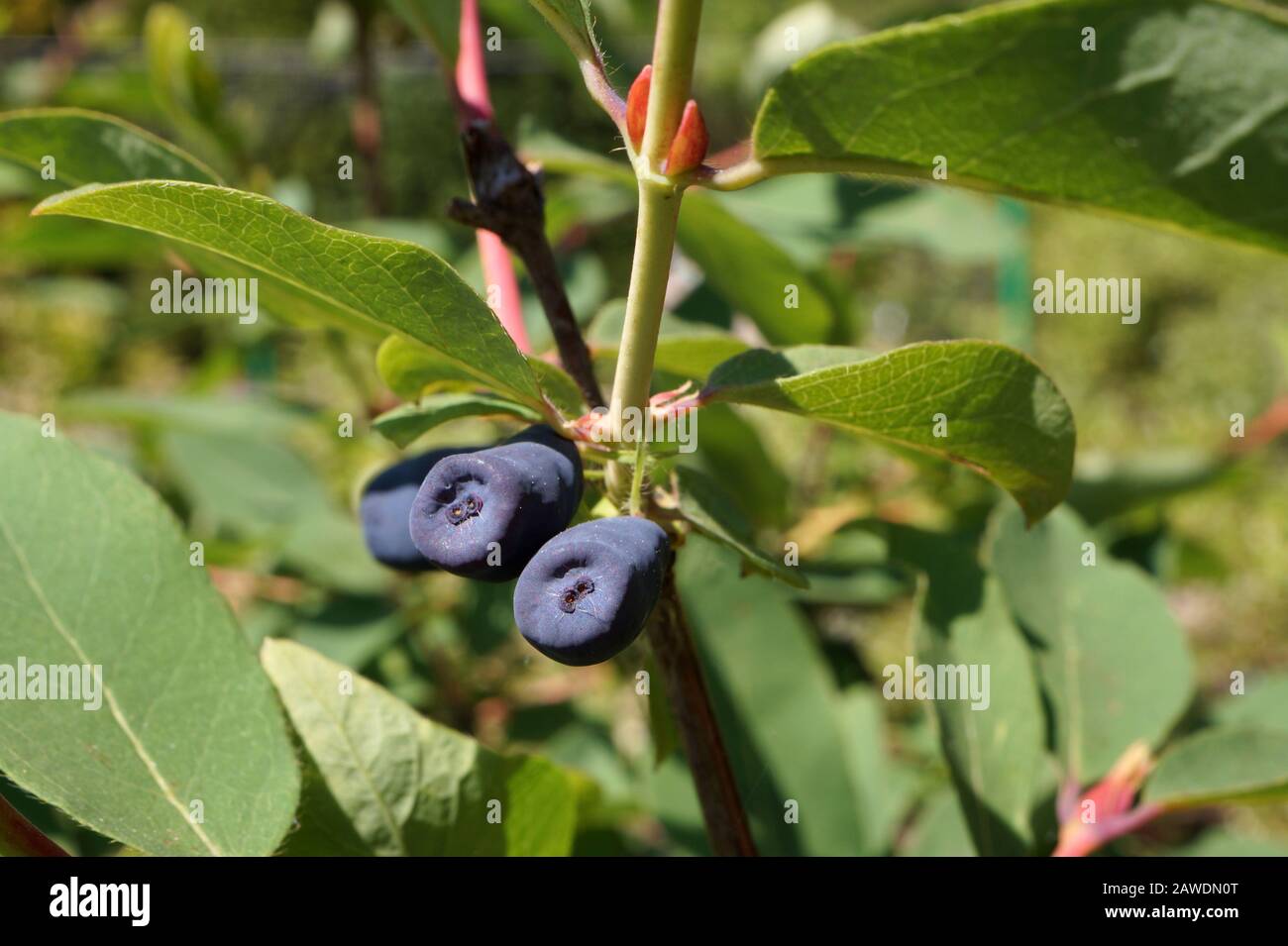Ripening honeyberry fruits on the bush, end of May Stock Photo Alamy