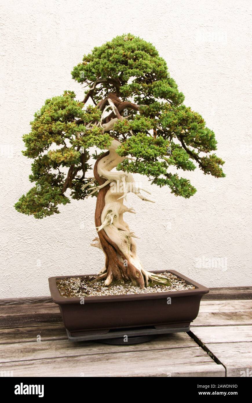 Small mature green colored bonsai tree growing in a potted container. This one has a beauty of a trunk. Stock Photo