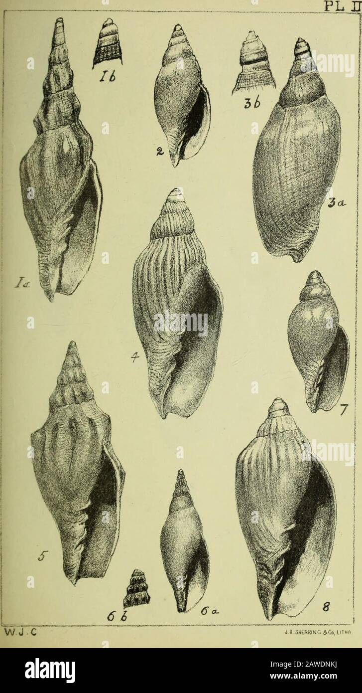 Transactions and proceedings and report of the Philosophical Society of Adelaide, South Australia . X. fi. Terebra mutica, Tate. Muddy Creek. Enlarged about four diameters.2. Mitra conoidalis, Tate. Muddy Creek, a and b, Dorsal and ventral1 aspects. Enlarged about three diameters. L 3. Cancellaria semicostata, Tate. Muddy Creek. Enlarged about sixI diameters. 174 4- Terebra convexiuscula, Tate. Muddy Creek. Enlarj^ed four diameters. 5. Ancillaria orycta, Tate. Gippsland. Slightly enlarged. 6. Pelicaria coronata, Tate. Muddy Creek. Ventral aspect. 7. Cancellaria ? alveolata, Tate. Muddy Creek. Stock Photo