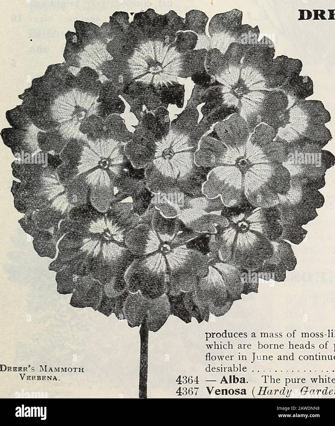 Dreer's 72nd annual edition garden book : 1910 . Tagetes Signata Pumila. TRITOMA. (Red-hot Poker, Flame Flower, orTorch Lily.) PER PKT. Thunbekgia. 4330 H y b r i d a , The introductionof new, early and continuousflowering Tritomas has giventhem a prominent place amonghardy bedding plants. It is notgenerally known that they arereadily grow-n from seed, manyflowering the first year if sownearly. The seed we offer hasbeen saved from our own col-lection, which is undoubtedlythe finest in this country. Ofcourse, for immediate results itwill be better to get plants,but raising them from seed ishigh Stock Photo