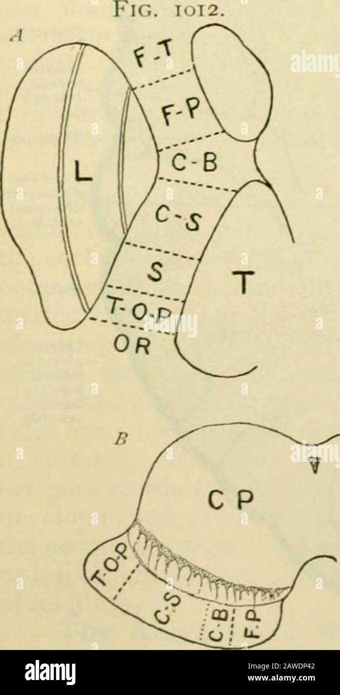 Human anatomy, including structure and development and practical considerations . of the pons to end around the cells of the pontine nucleusas links in the connection between the cerebral and the cere-bellar cortex (page 1094); (2) .h& fron/o-t/ia/aniic, whichextend from the cortex of the frontal lobe to the thalamus ;and (3) the sfrio-thaiainic, which proceed from the caudate andlenticular nuclei to the thalamus. The posterior limb of the internal capsule (pars lenticulo-thalamica) extends backward, outward and downward fromthe genu, and includes the remaining two-thirds of the tract. Its hi Stock Photo