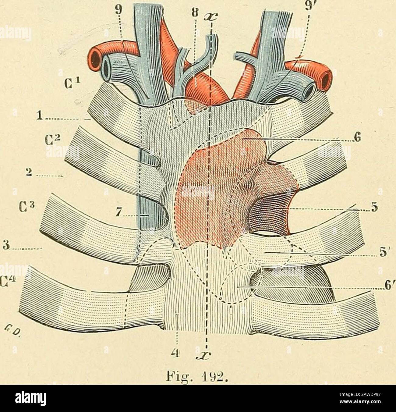 En images : tout savoir sur le cœur, image size:1300x1352