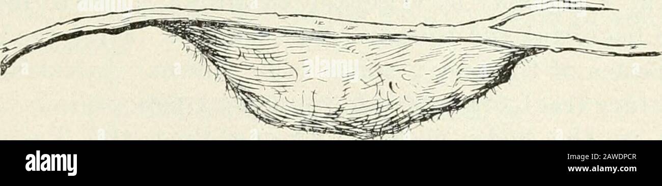 Bulletin . -moths spin a silken cocoon ^Fig-,15) in which the pupa is formed. This is usually attached. Fig-. 15. Cecropia cocoon. Sketch by Miss Blanche Stuckey. to some tree or other object, or made in leaves at the surfaceof the g-round. Some larvae 1)urrow in the ground and forman earthen cocoon. Where much moisture is present, man}burrowing- larvae ma} be induced to form pupae at the surfaceof the ground. This suggests that when the earth waswarmer and the atmosphere more highly charged with vaporthis was the usual habit with such species. As climatic con-ditions changed, in order to esca Stock Photo