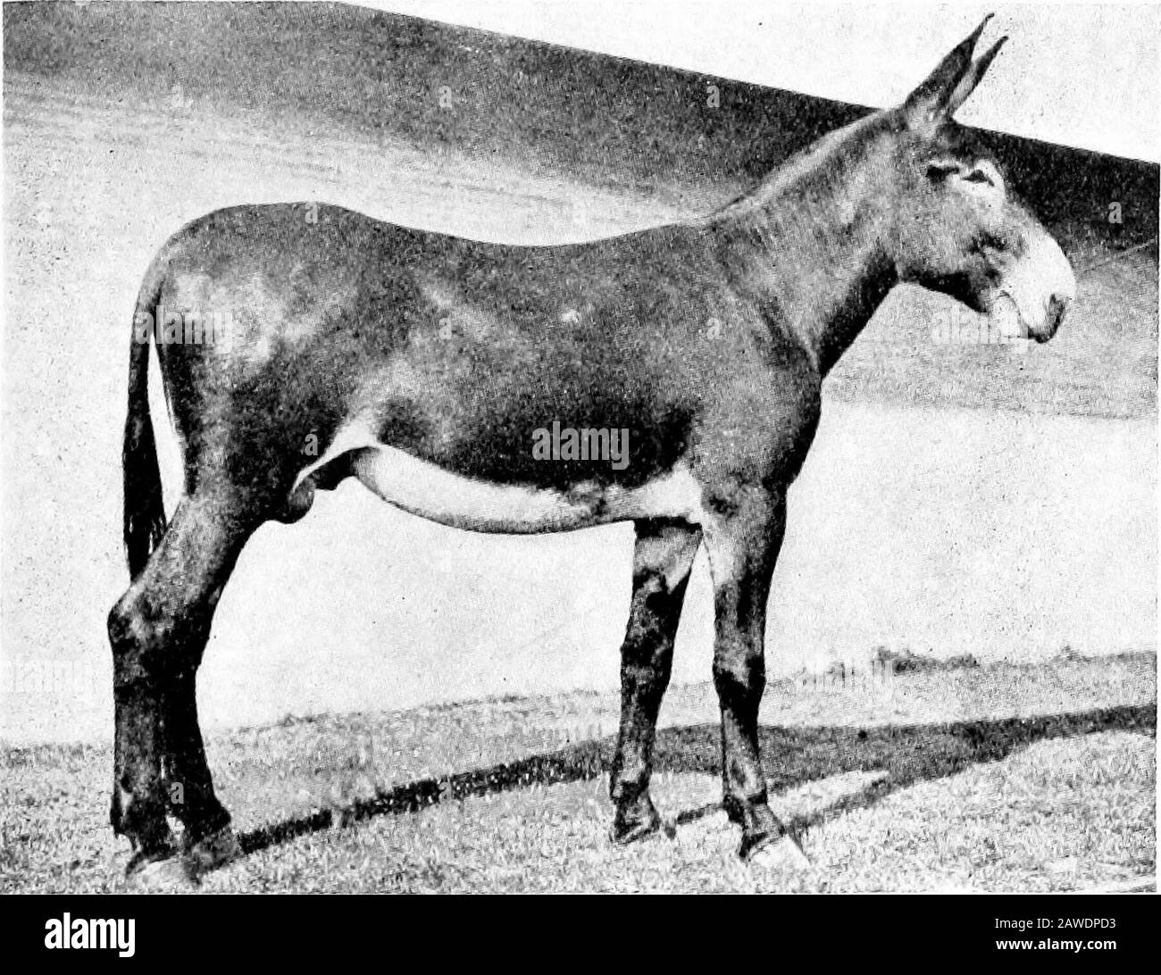 Mule mare with Black and White Stock Photos & Images - Alamy