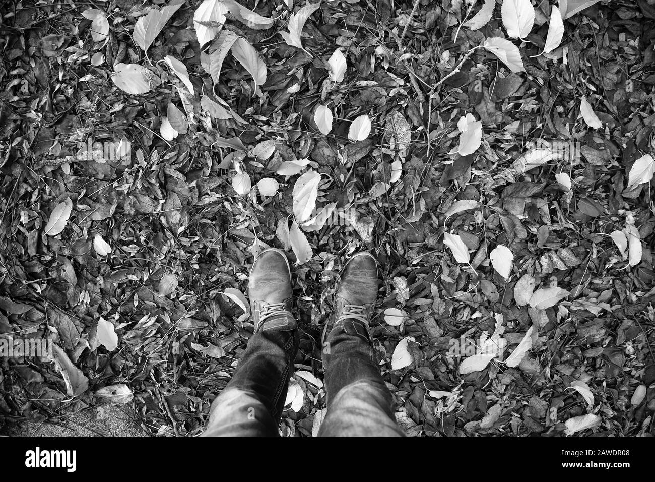 Autumn leaves on park floor, seasons and environment Stock Photo