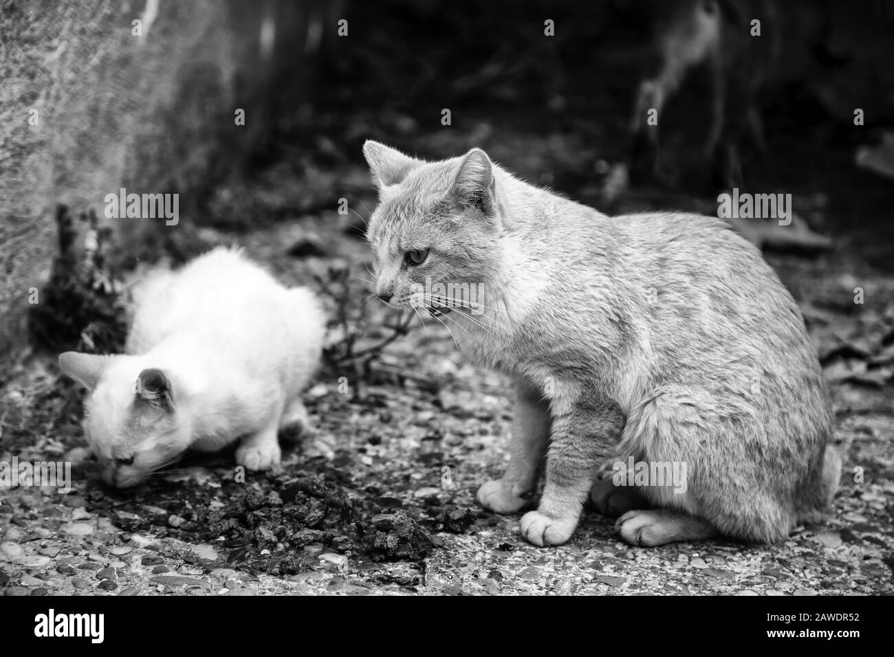 Street cats eating, detail of abandoned animals Stock Photo