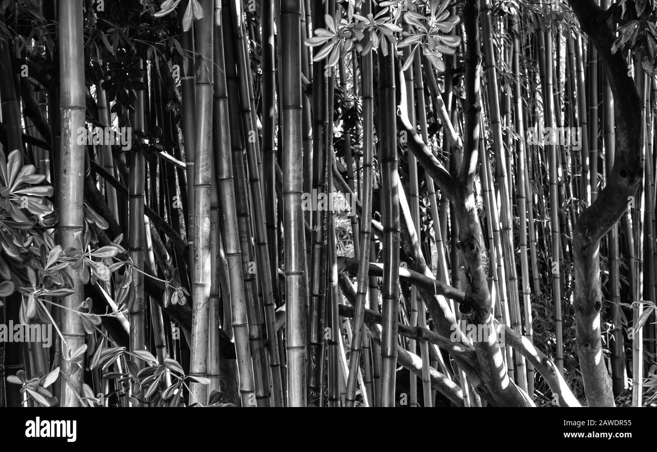 Green bamboo Black and White Stock Photos & Images - Alamy