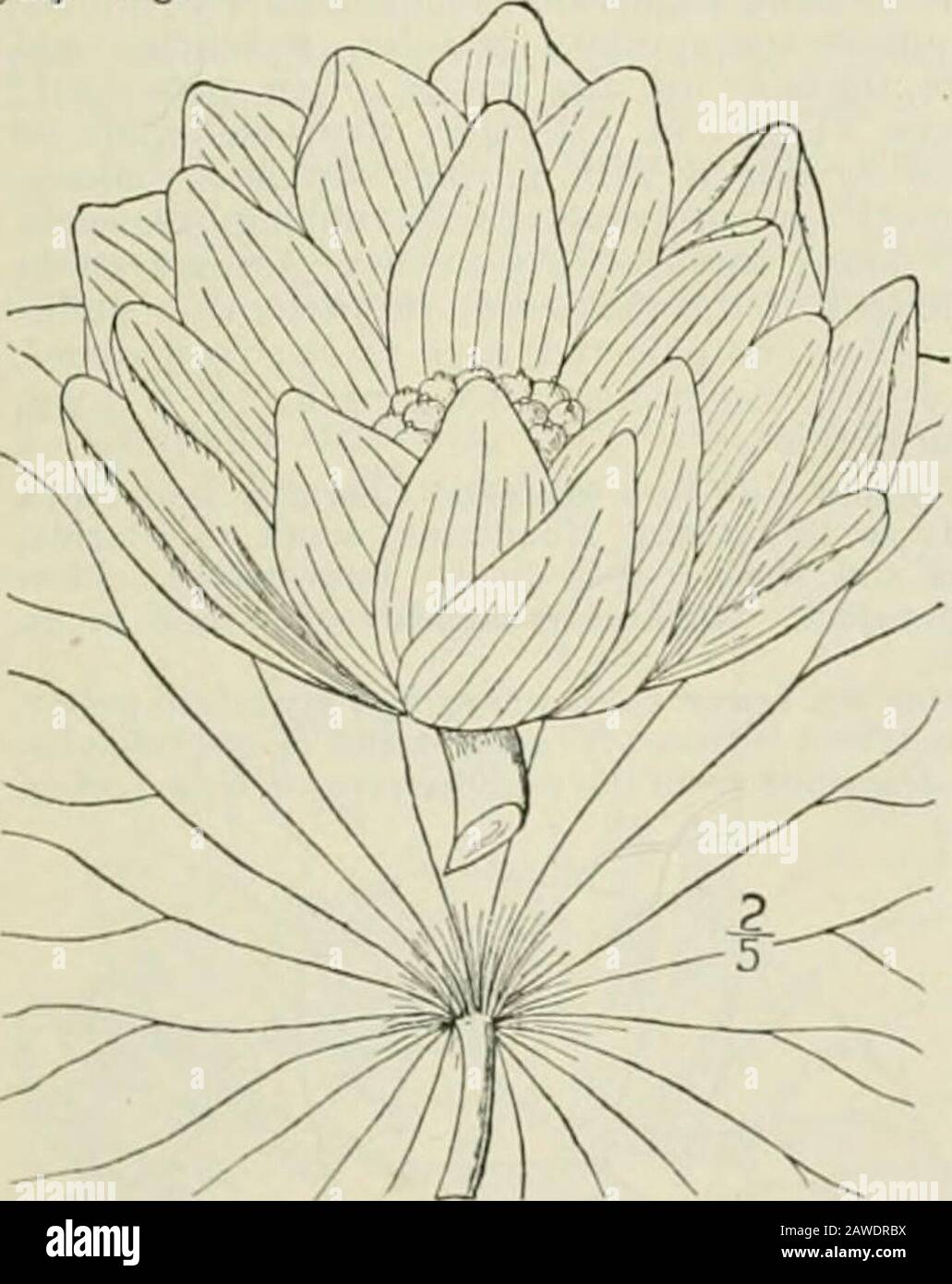 An illustrated flora of the northern United States, Canada and the British possessions : from Newfoundland to the parallel of the southern boundary of Virginia and from the Atlantic Ocean westward to the 102nd meridian; 2nd ed. . or with scat-tered minute prickles; flowers 4-10 broad,pink or sometimes white; petals oblong orelliptic, obtuse; fruit obconic, 4-5 long, 3-4in diameter; seeds oblong or ovoid. Naturalized in ponds about Bordentown. N. J.,where it was introduced by Mr. E. D. Sturtevant.Native of India, Persia, China, Japan and Aus-tralia. A superb plant, often cultivated. July-.ug. Stock Photo