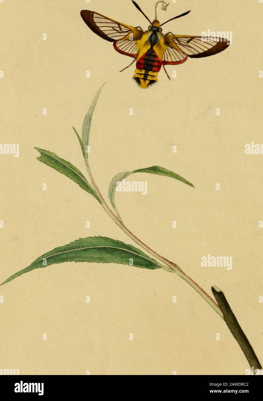 The natural history of British insects : explaining them in their ...