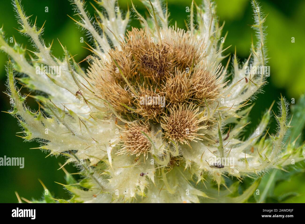 Aloine Plant  Plume Thistle (Cirsium spinosissimum pyrnapistill) Stock Photo