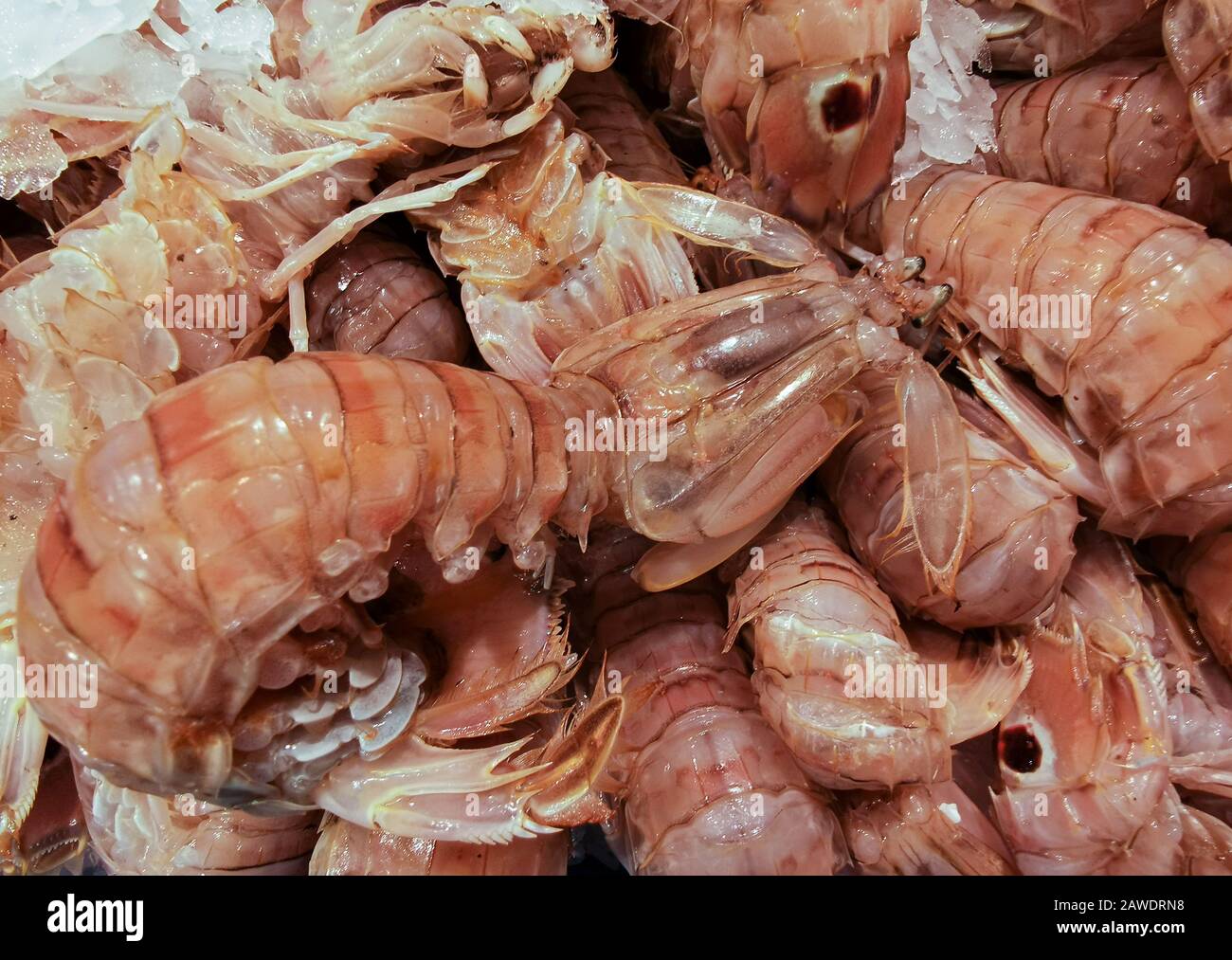 Closeup view of rare fresh raw Squilla Mantis Shrimp on sale on local seafood market - Squilla Empusa. Stock Photo