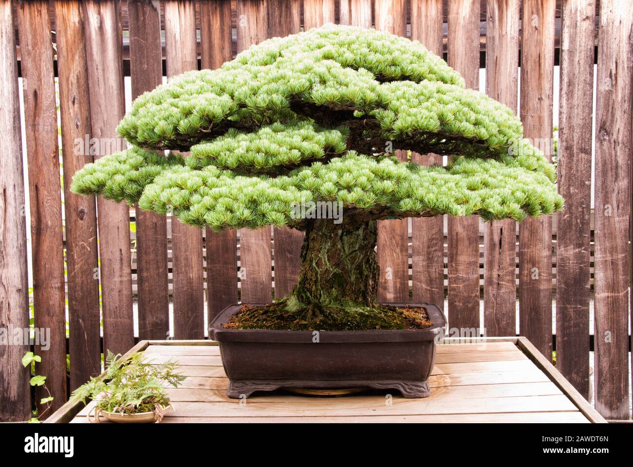 Miniature matured Japanese White Pine bonsai tree growing in a potted container. Aka Pinus Parviflora. Stock Photo