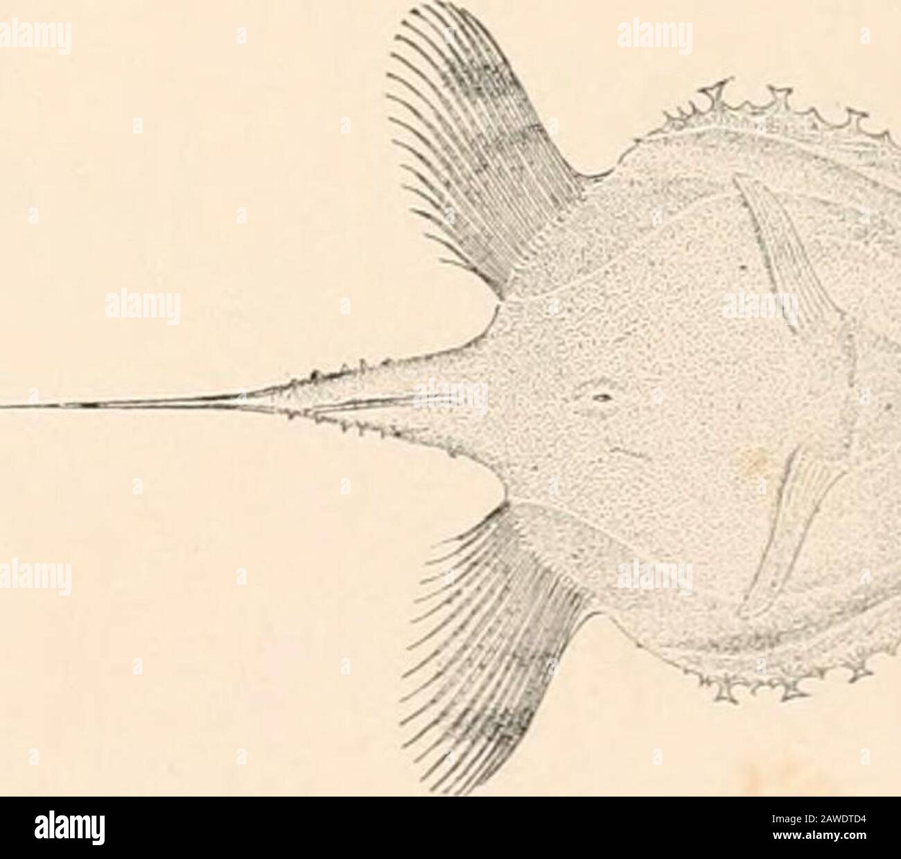 Oceanic ichthyology, a treatise on the deep-sea and pelagic fishes of the world, based chiefly upon the collections made by the steamers Blake, Albatross, and Fish Hawk in the northwestern Atlantic, with an atlas containing 417 figures . - 1 v&gt; v, % 114(1. ; 1146 • -nn , 413 DlBRAMiirs ATLANTIC!. S. p. 501.) 413a,b. IlALIElTELLA LAPPA. (p. 500.) m„»nc rn mi 4Ut( &. llM.Il.LTK IITIIYS ALLLLATIS. (p. 0U4.) GOODE AND BEAN— OCEAN IC ICHTHYOLOGY. PLATE CXXIII Stock Photo