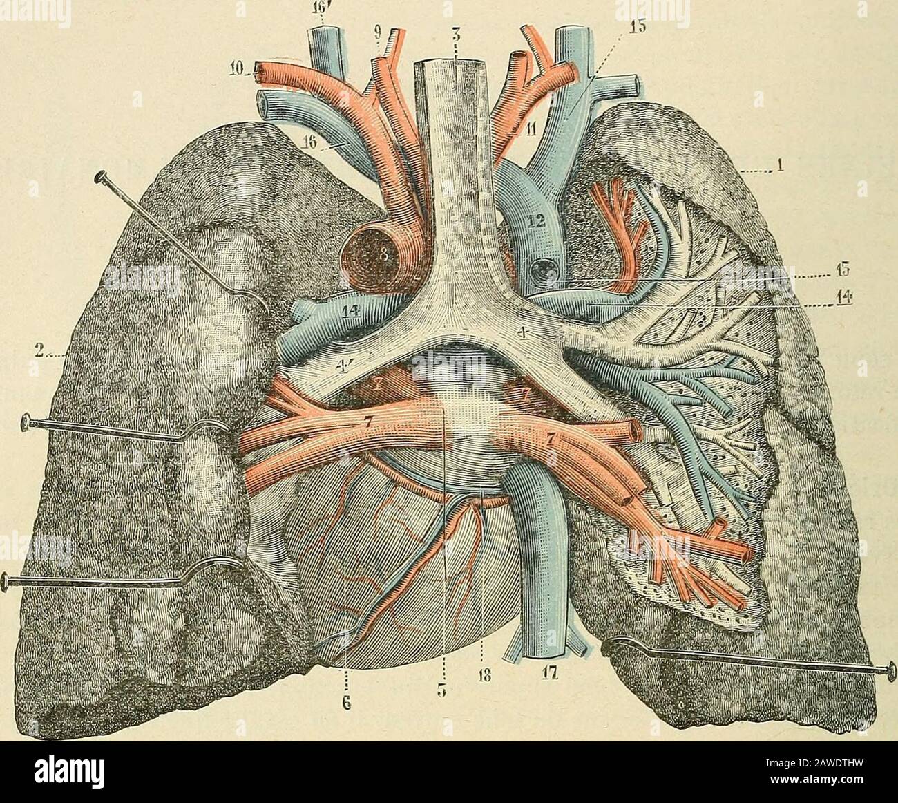 Anatomie générale : le tronc 