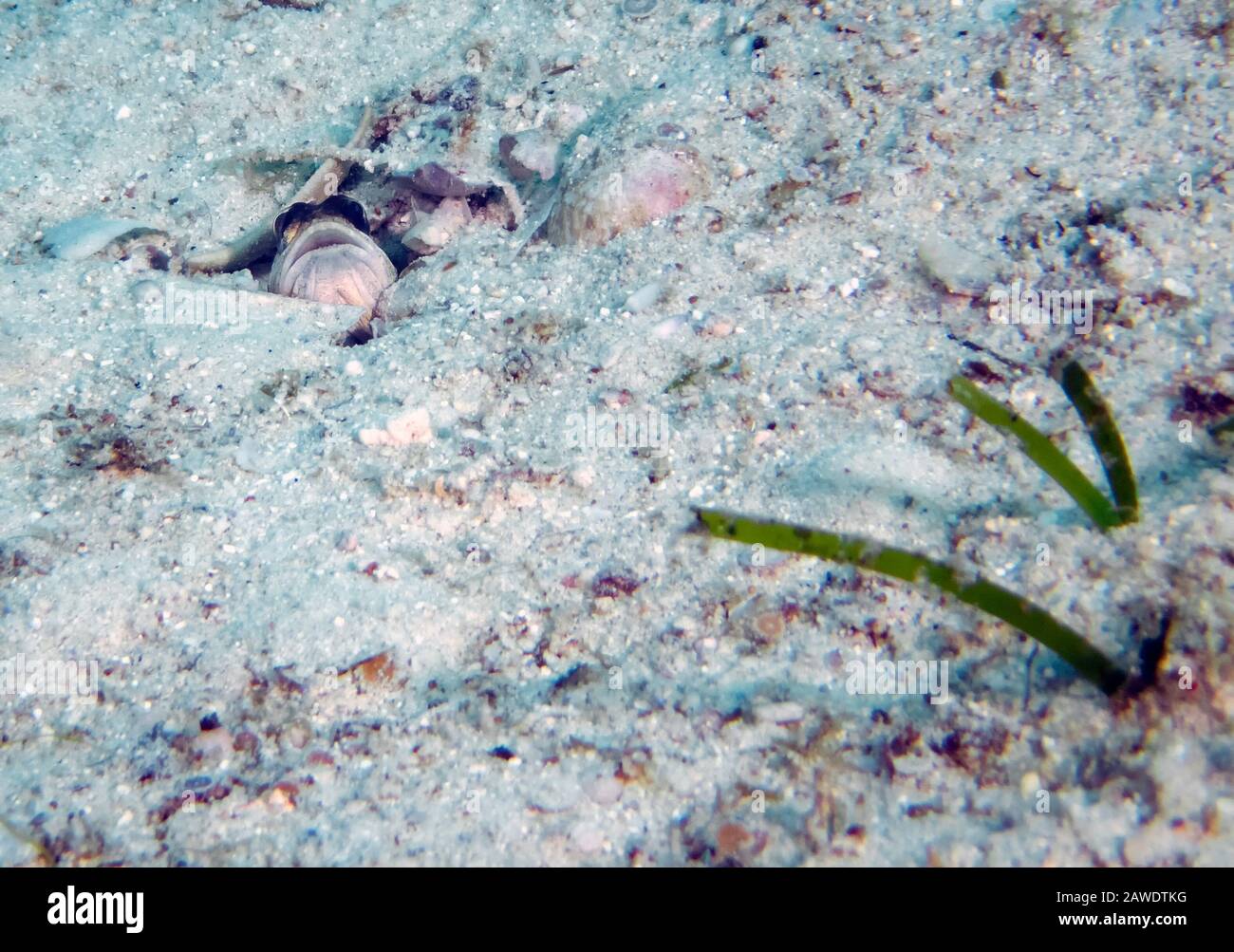 A Jawfish (Opistognathus sp.) poking it's head our of the sand Stock Photo