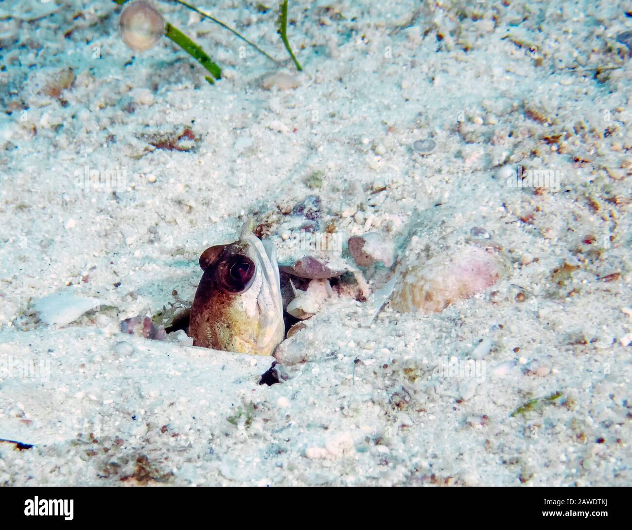 A Jawfish (Opistognathus sp.) poking it's head our of the sand Stock Photo