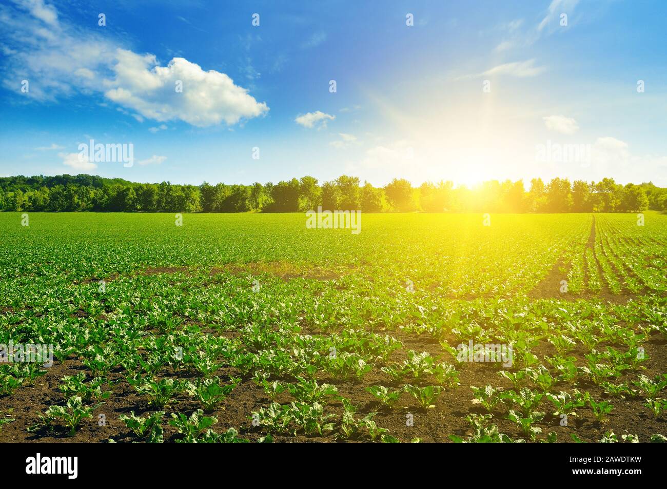 green beet field and blue sky Stock Photo Alamy