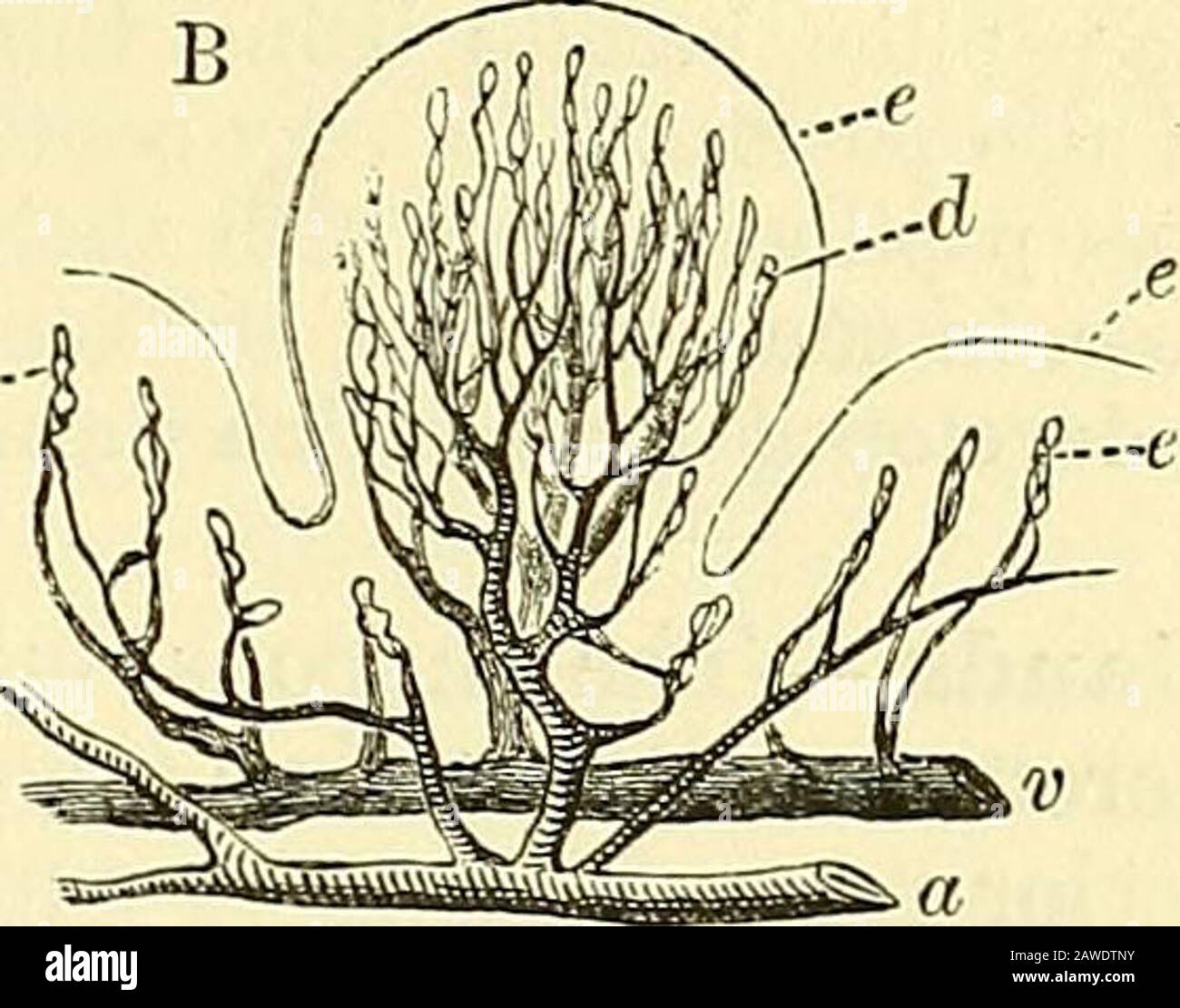 Quain's elements of anatomy . i.-p Fig. 495.—Surface ai^d sectional view of a fungiform papilla (from Kolliker after Todd and BoRTnan). A, tlie surface of a fungiform papilla partially denuded of its epithelium (35 diameters);2?, secondary papilla ; e, epithelium. B, a fungiform papilla with the blood-vessels injected, a, artery; v, vein; c, capillaryloops of simple papillae in the neighbourhood, covered by the epithelium ; d, cai^illaryloops of the secondary papillae; e, epithelium, more slender, and arranged in parallel rows, perpendicular to the borderof the tongue. Fiff. 496. Fig. 496.—Two Stock Photo