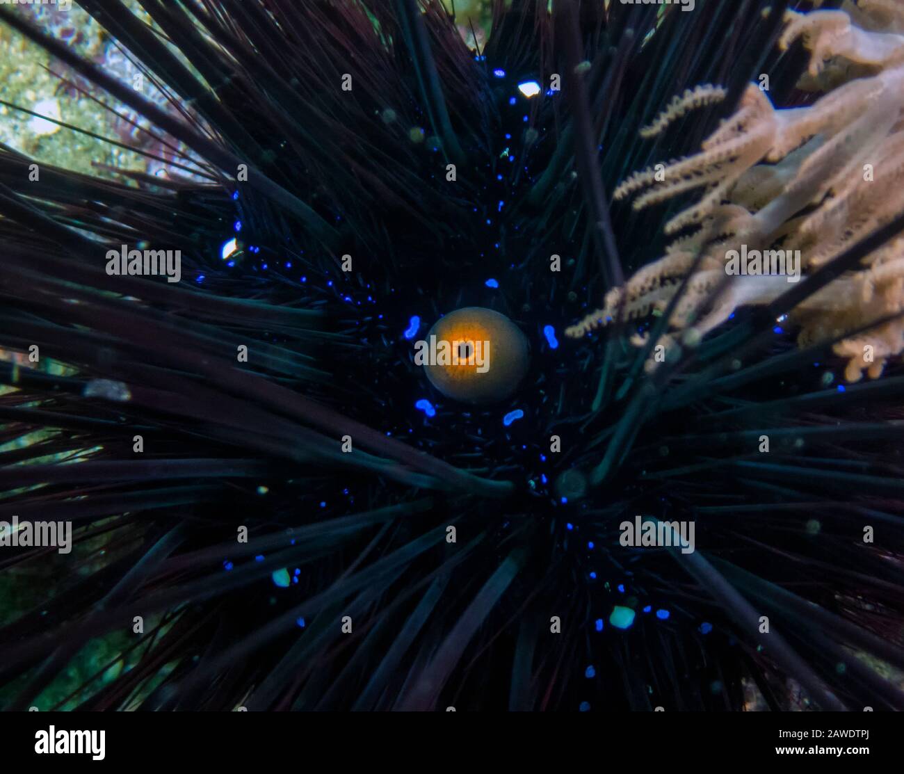 Long-spined Sea Urchin (Diadema setosum) Stock Photo