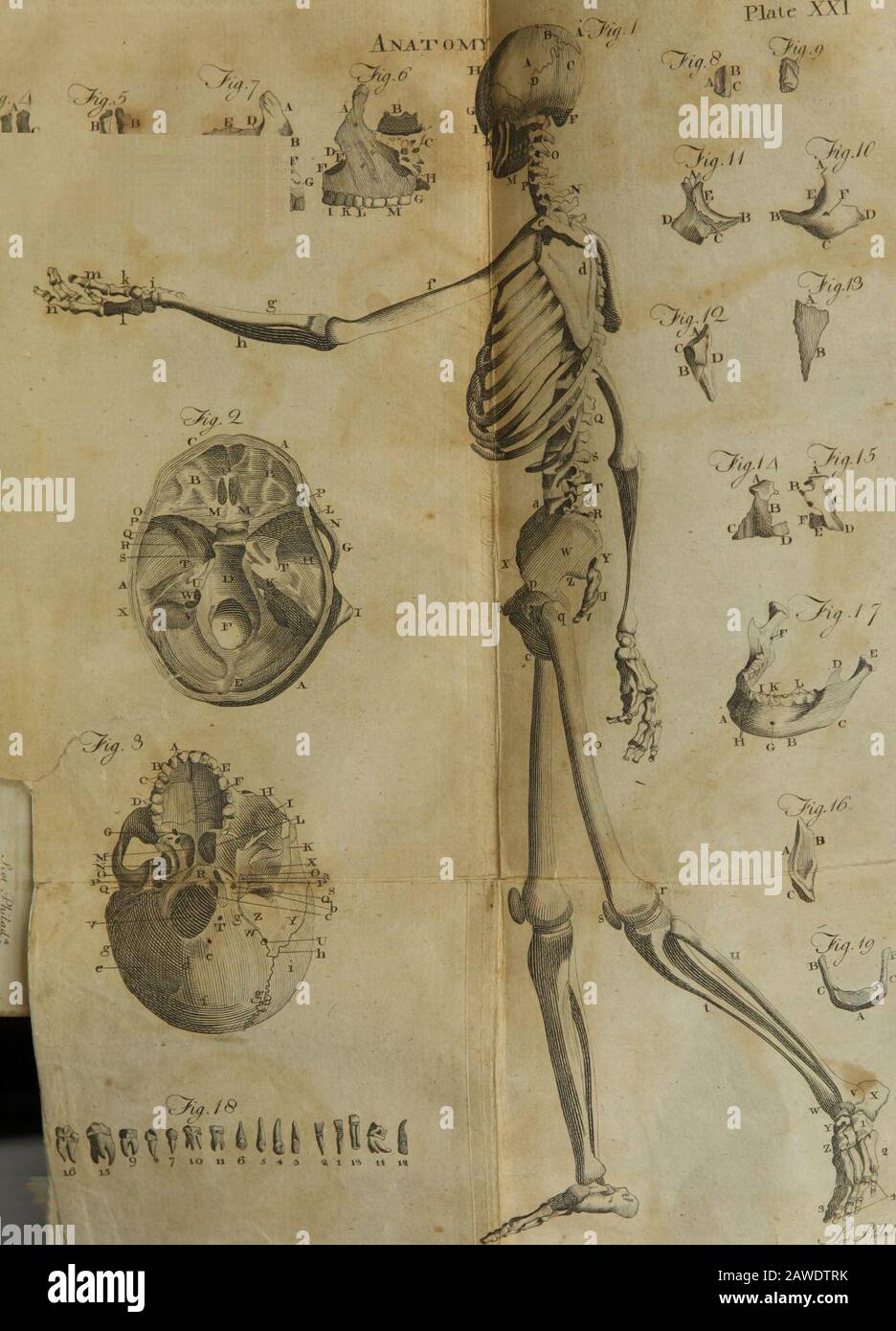 A compendious system of anatomy : in six parts ..; illustrated with twelve large copperplates . yloid procefsof the temporal bone, e, The union of thebafe with the left cornu. f f, The pofterior fides of 158 OF THE INTEGUMENTS Part II. of (g) the thyroid cartilage, h h, Its fuperiorcornua. i i, Its inferior cornua. k, The cricoidcartilage. 1 1, The arytenoid cartilages, m, Theentry into the  , epiglottis. 01trachea, p, It Fig. 15. The Superior Concave furface of theSesamoid Bones at the firft joint of theGreat Toe, with their Ligaments. a, Three fefamoid bones, b, The ligament-ous fubftance i Stock Photo