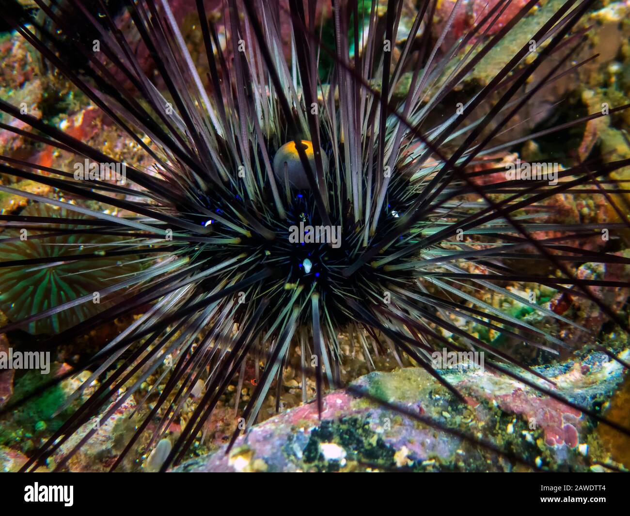 Long-spined Sea Urchin (Diadema setosum) Stock Photo