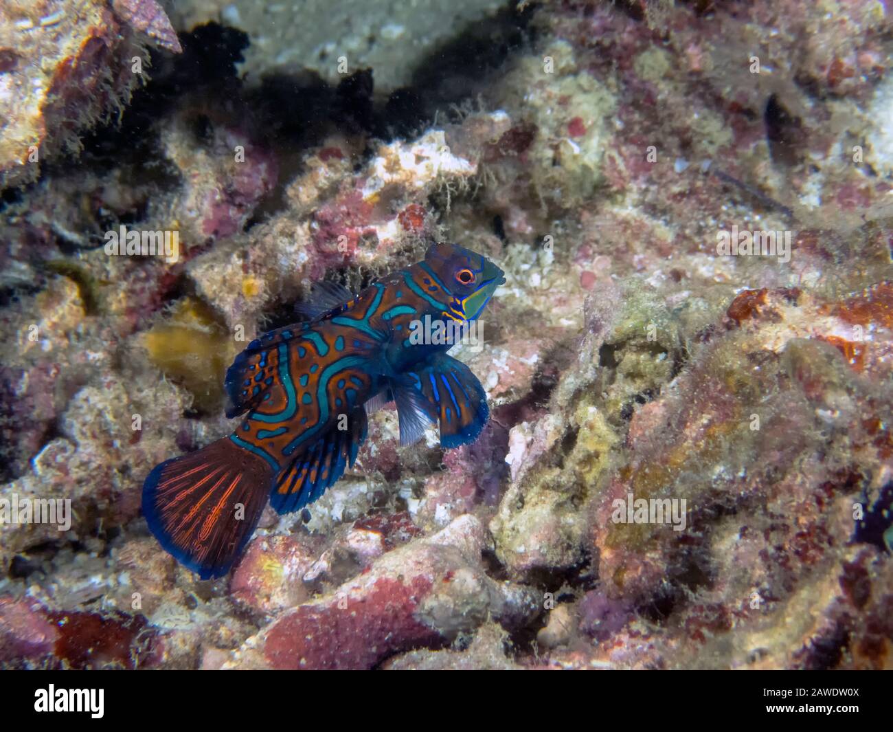 Colourful Madarinfish (Synchiropus splendidus) on a night dive in the Philippines Stock Photo