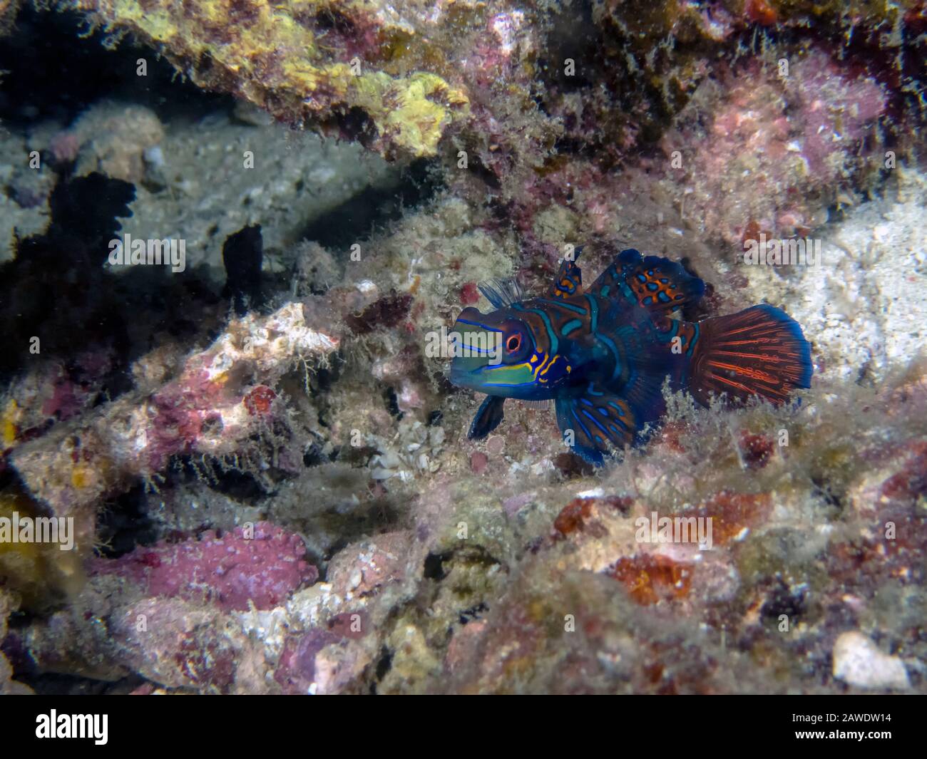 Colourful Madarinfish (Synchiropus splendidus) on a night dive in the Philippines Stock Photo