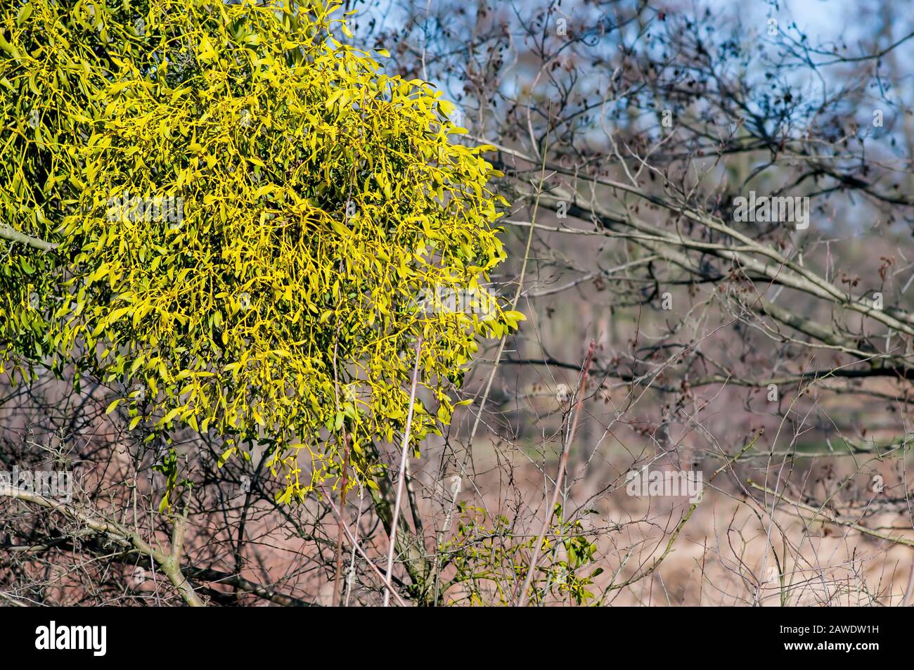 Common mistletoe (Viscum album, species of mistletoe, family Santalaceae, European mistletoe or  mistletoe) Stock Photo