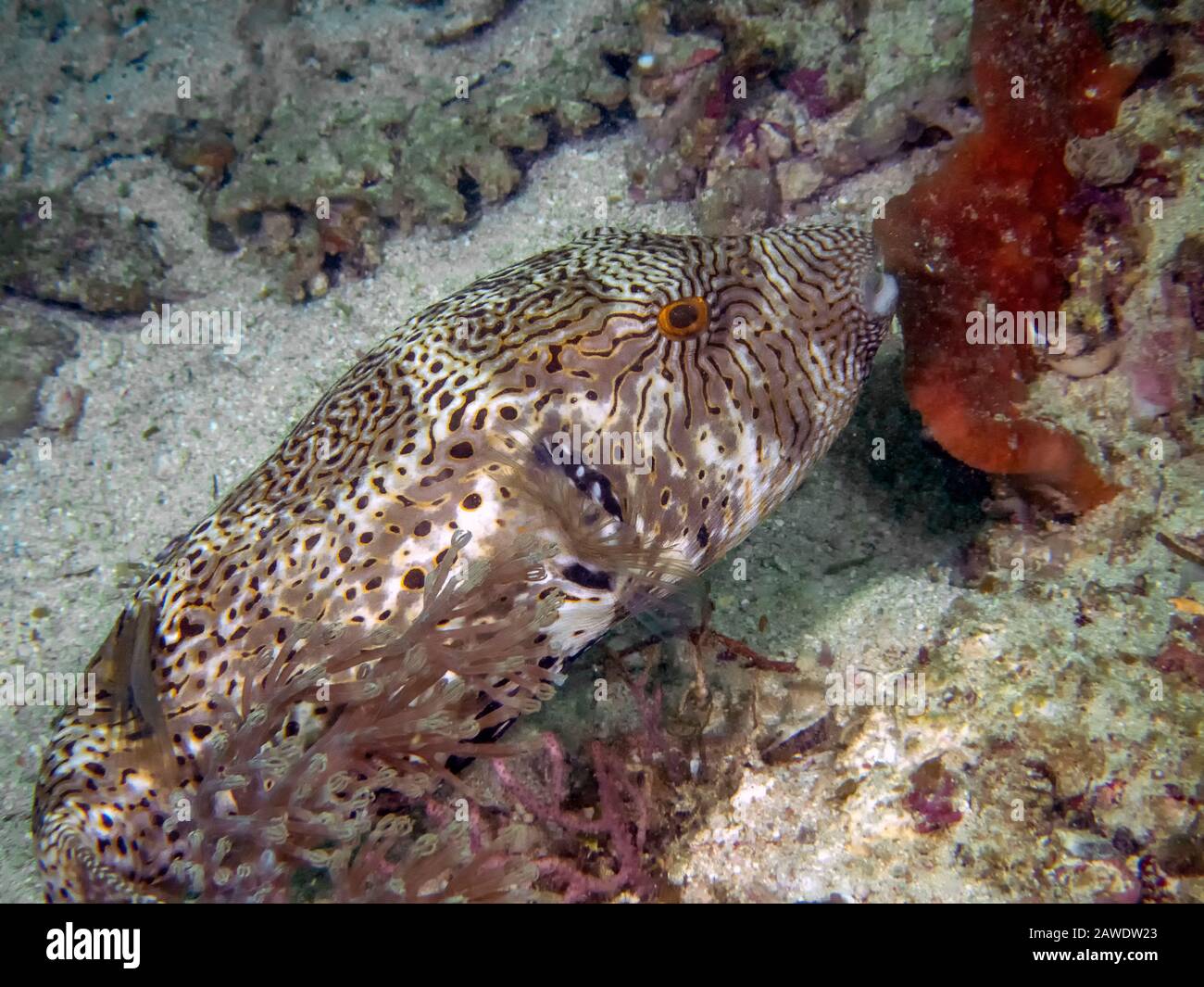 A Map Puffer (Arothron mappa) Stock Photo